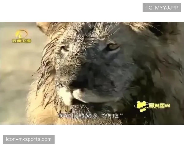 喀麦隆“不可征服狮子”状态回暖，重展自然之力与野性之美